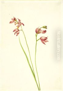 Grass-pink Orchid (Limodorum tuberosum) by Mary Vaux Walcott