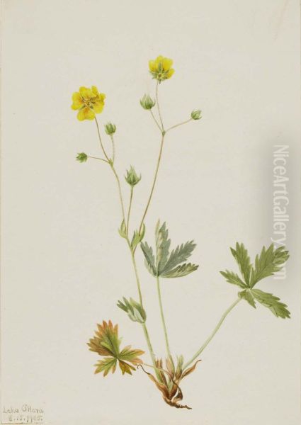 Grayleaf Fivefinger (Potentilla glaucophylla) - view 1