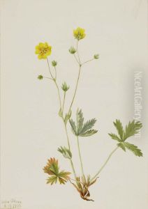 Grayleaf Fivefinger (Potentilla glaucophylla)