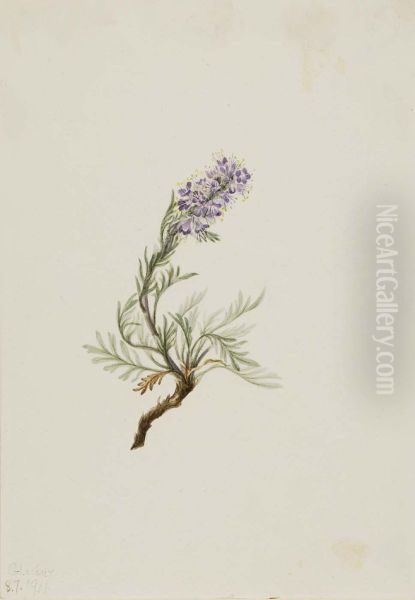 Gray Phacelia (Phacelia sericea) - view 1