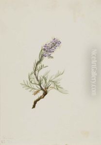 Gray Phacelia (Phacelia sericea)