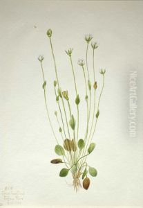 Gray Ragwort (Senecio canus)