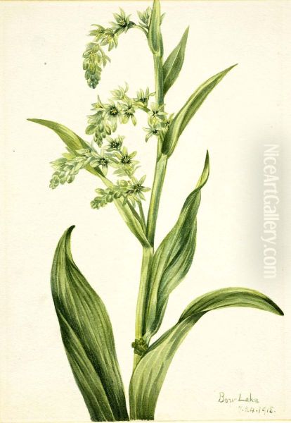 Green Bear Cabbage (Veratrum viride) - view 1