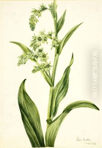 Green Bear Cabbage (Veratrum viride) Green Bear Cabbage (Veratrum viride)