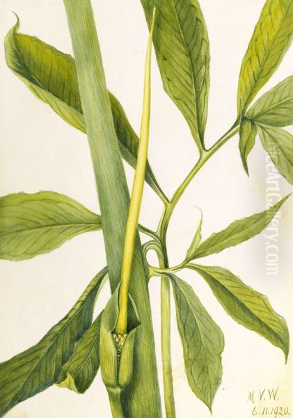Greendragon (Arisaema dracontium) - view 1