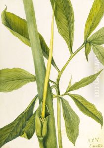 Greendragon (Arisaema dracontium) by Mary Vaux Walcott
