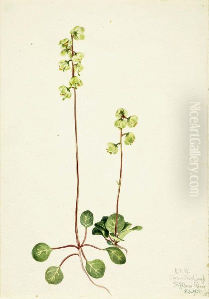 Green Pyrola (Pyrola chlorantha) - view 1