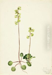 Green Pyrola (Pyrola chlorantha)