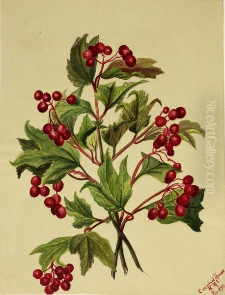 Grouseberry (Viburnum americanum) - view 1