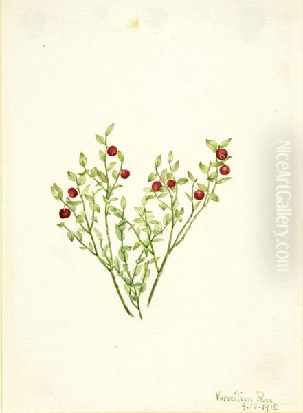 Grouse Whortleberry (Vaccinium scoparium) - view 1