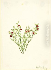 Grouse Whortleberry (Vaccinium scoparium)