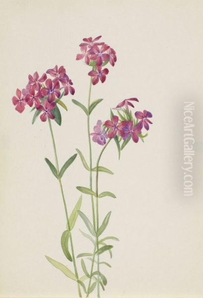 Hairy Phlox (Phlox amoena) - view 1