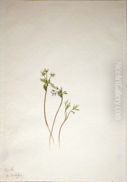 Harbinger of Spring (Erigenia bulbosa) - view 1