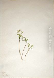 Harbinger of Spring (Erigenia bulbosa) by Mary Vaux Walcott