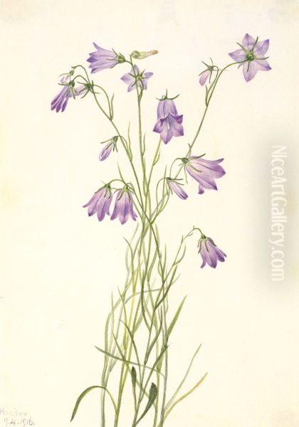 Harebell (Campanula rotundifolia) - view 1