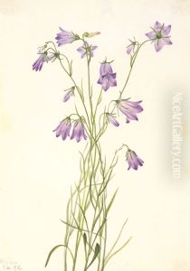 Harebell (Campanula rotundifolia)