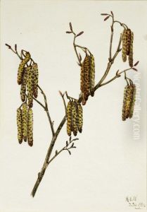 Hazel Alder (Alnus regosa)
