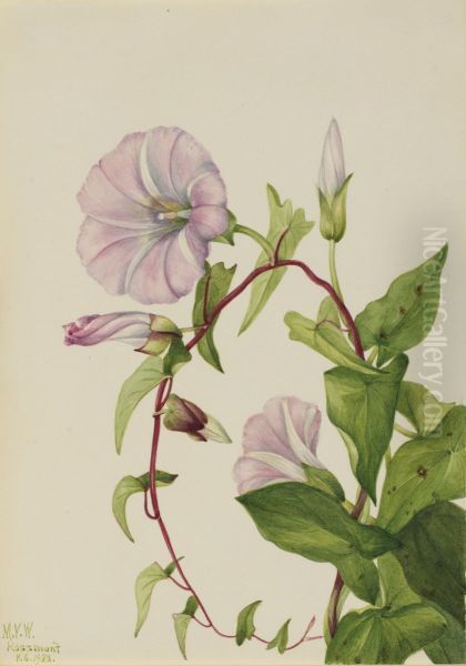 Hedge Bindweed (Calystegia (Convolvulus) sepium) - view 1