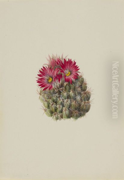Hedgehog Cactus (Coryphantha arizonica) - view 1