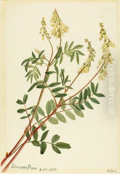 Hedysarum (Hedysarum sulphurescens) - view 1