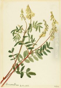 Hedysarum (Hedysarum sulphurescens) by Mary Vaux Walcott