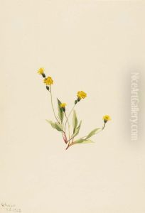 Heieracium gracile by Mary Vaux Walcott