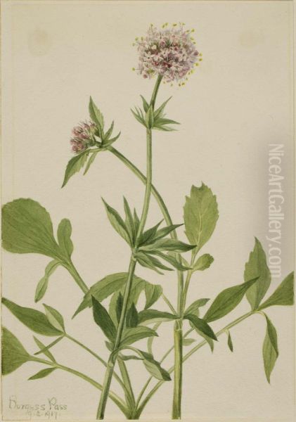 Heliotrope Valerian (Valeriana sitchensis) - view 1