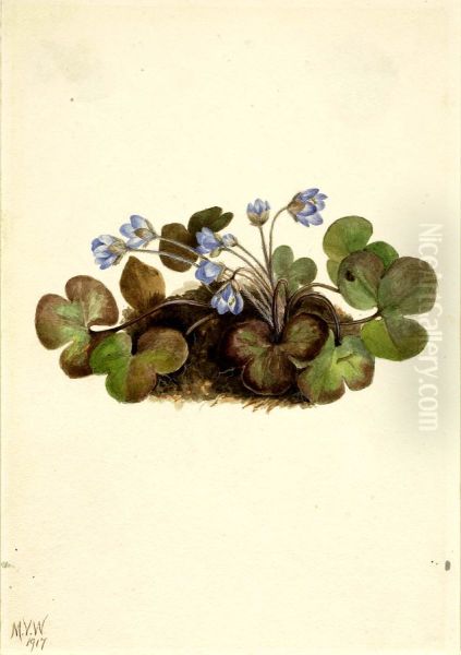 Hepatica (Hepatica americana) - view 1