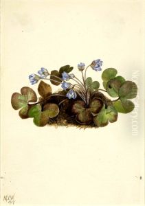 Hepatica (Hepatica americana) by Mary Vaux Walcott