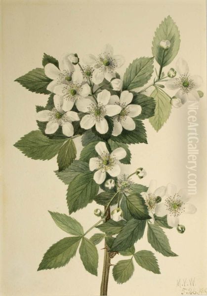 Highbush Blackberry (Rubus argutus) - view 1
