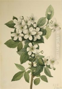 Highbush Blackberry (Rubus argutus) by Mary Vaux Walcott