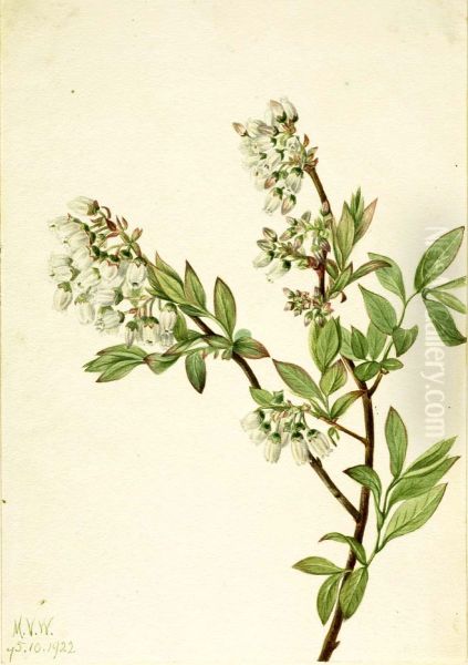 Highbush Blueberry (Vaccinium corymbosum) - view 1