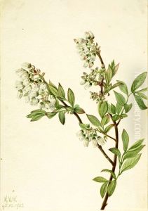 Highbush Blueberry (Vaccinium corymbosum) Highbush Blueberry (Vaccinium corymbosum)