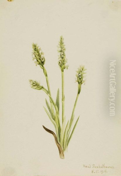 Hooded Ladies-Tresses (Ibidium strictum) - view 1
