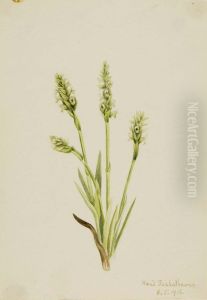 Hooded Ladies-Tresses (Ibidium strictum)