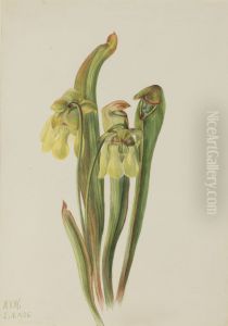 Hooded Pitcherplant (Sarracenia minor) by Mary Vaux Walcott