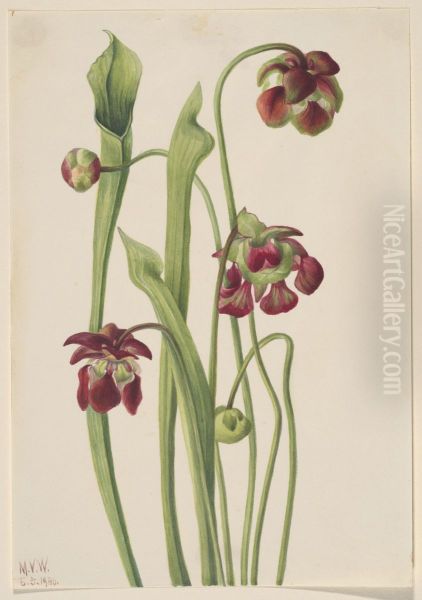 Hybrid Pitcherplant - view 1