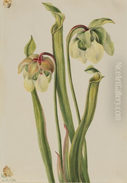 Hybrid Pitcherplant (Sarracenia minor) - view 1