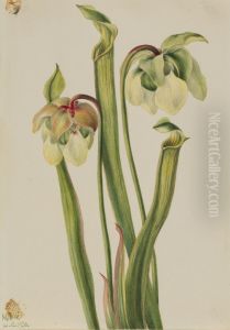 Hybrid Pitcherplant (Sarracenia minor) by Mary Vaux Walcott