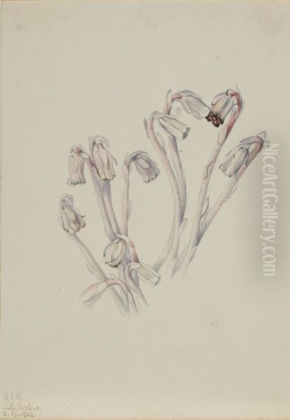 Indian Pipe (Monotropa uniflora) - view 1