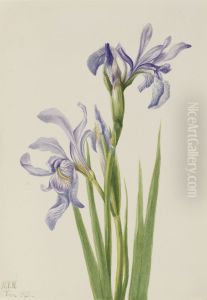 Western Blue Flag (Iris missouriensis) by Mary Vaux Walcott