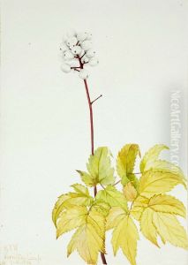 Ivory Baneberry (Actaea arguta) Ivory Baneberry (Actaea arguta)