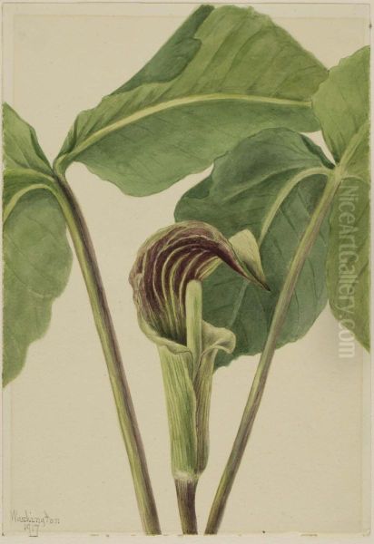 Jack-in-the-pulpit (Arisaema triphyllum) - view 1