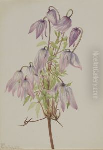 Jicarilla (Clematis pseudoalpina) by Mary Vaux Walcott