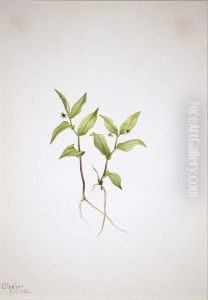 Kruhsea (Kruhsea streptopoides) by Mary Vaux Walcott