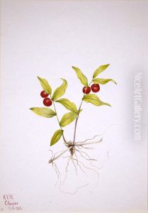 Kruhsea (Kruhsea streptopoides)