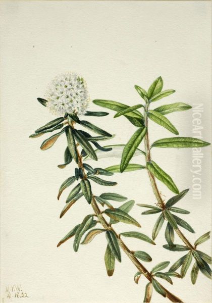 Labrador Tea (Ledum groenlandicum) - view 1