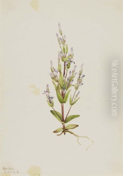 Ladder Gentian (Gentiana acuta) - view 1