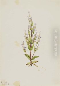 Ladder Gentian (Gentiana acuta)
