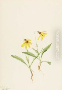 Lake Louise Arnica (Arnica louisiana)